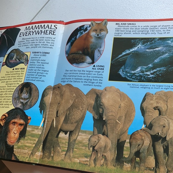 Animal Kingdom Hardback Book - Picture 5 of 16